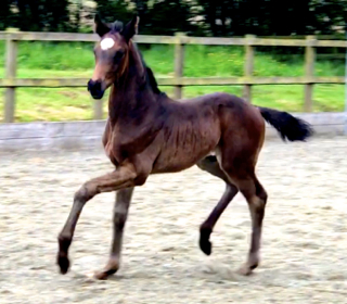 Waverley Fitzroy (2018)