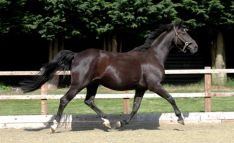 Hanoverian